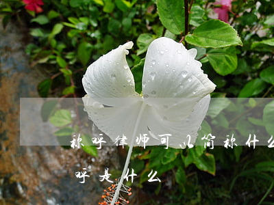 称呼律师可以简称什么(称呼律师比较好的称呼是什么)