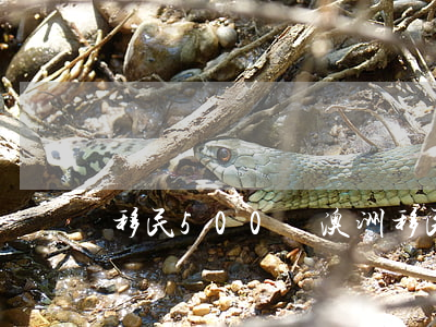 移民500萬澳洲(移民500萬澳洲)