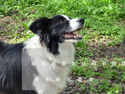 移民香港欠信用卡的錢(內(nèi)地欠信用卡移居香港)