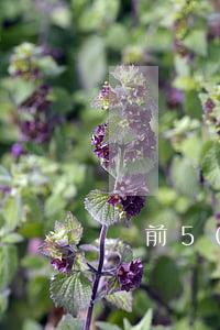 稅前50萬到手多少(50萬稅后多少)