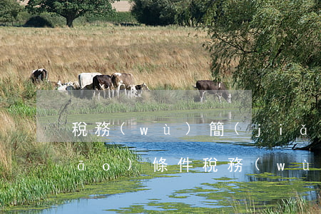 稅務(wù)簡(jiǎn)易注銷(xiāo)條件(稅務(wù)簡(jiǎn)易注銷(xiāo)條件 存在問(wèn)題)