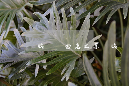 稅收滯納金怎么算(稅收滯納金怎么算所得稅)