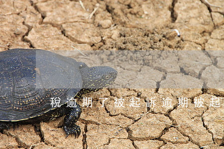 稅逾期了被起訴(逾期被起訴后)
