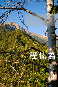 程愫為何離婚