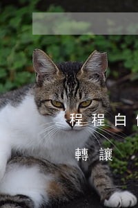 程程白條逾期后(程程白條逾期后還款賬單被轉讓)