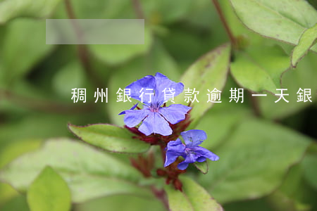 稠州銀行貸款逾期一天(銀行貸款逾期1天)