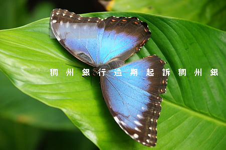 稠州銀行逾期起訴(稠州銀行最新消息曝光)