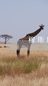 穆斯塔芬娜離婚