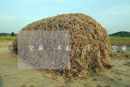 空乘還不起貸款-當空乘花了20萬