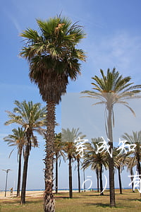 穿成知青原配離婚(穿成知青的小說(shuō)有哪些)