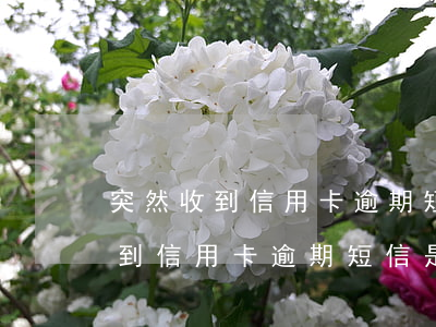 突然收到信用卡逾期短信是真的嗎-突然收到信用卡逾期短信是真的嗎嗎