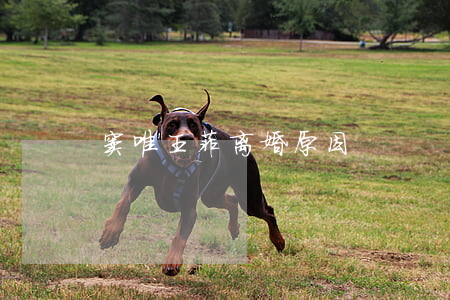 窦唯王菲离婚原因