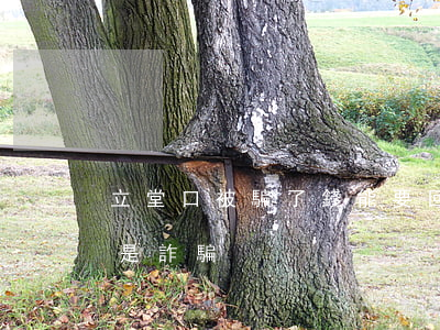 立堂口被騙了錢能要回來嗎(民間立堂口是不是詐騙)