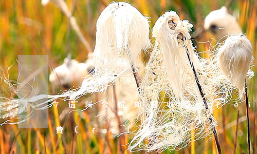 立遺囑公證如何收費(fèi)(公證遺囑收費(fèi)多少)