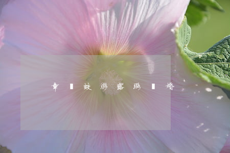 章樓蛟 游露璐離婚