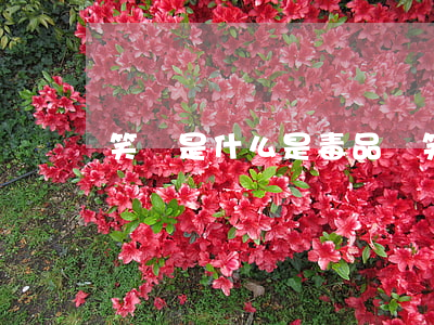 笑氣是什么是毒品嗎(笑氣是違禁品還是毒品)