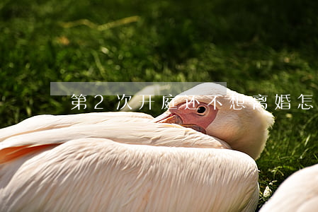 第2次开庭还不想离婚怎么办