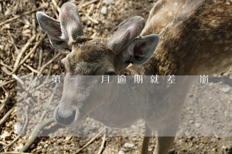第一個月逾期就差點崩潰(貸款逾期一個月了)