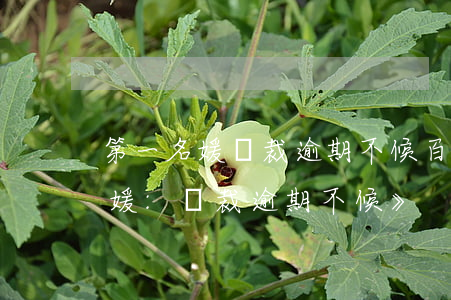 第一名媛總裁逾期不候百度云盤-《第一名媛:總裁逾期不候》
