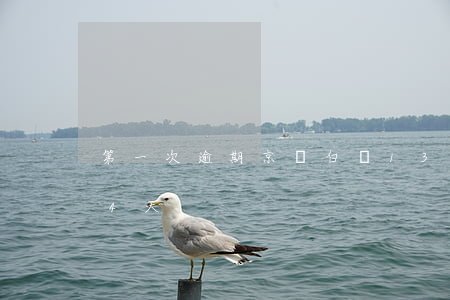 第一次逾期京東白條13天 京東白條逾期14天