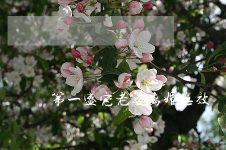 第一盛宠老婆离婚无效