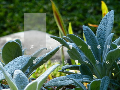 第三方信用卡催收減免真實(shí)嗎-第三方信用卡催收減免真實(shí)嗎安全嗎