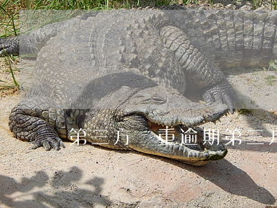 第三方嚴重逾期(第三方平臺逾期會影響征信嗎)
