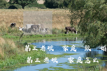 第三者破壞家庭導致離婚怎樣起訴(新婚姻法第三者破壞家庭怎么處理)