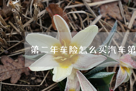 第二年车险怎么买(汽车第二年保险怎么买)
