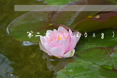 第二次勞動(dòng)合同期限