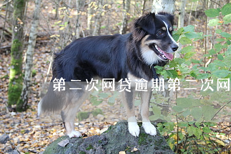 第二次网贷逾期 第二次网贷逾期