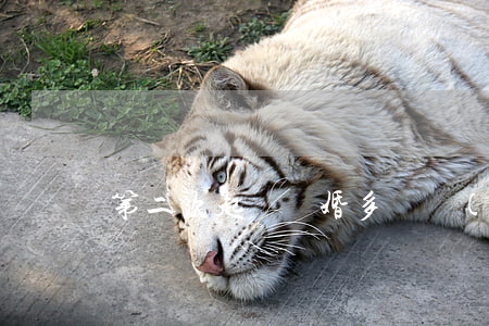 第二次起訴離婚多長時(shí)間開庭
