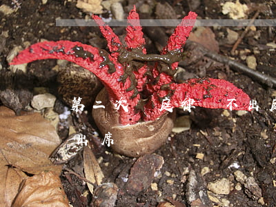 第二次開庭律師不出庭(二次開庭原告可以不出席嗎)