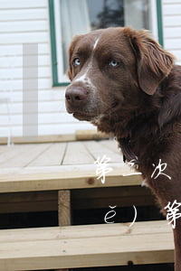第二次離婚起訴書(shū)怎么寫(xiě)(第二次起訴離婚怎么寫(xiě)起訴狀)