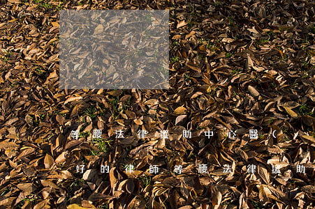等腰法律援助中心醫(yī)療損害官司最好的律師(等腰法律援助中心醫(yī)療損害官司最好的律師)