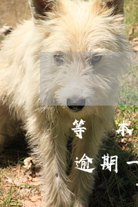 等額本息逾期一天后變本金還了-等額本息逾期一天后變本金還了會(huì)怎么樣