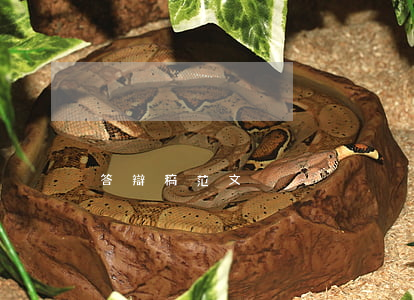 答辯稿范文