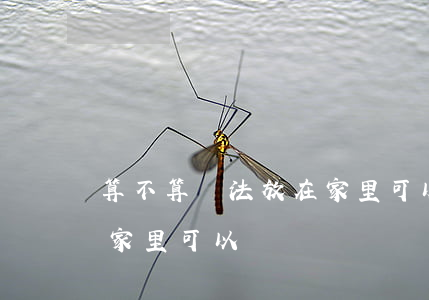 算不算違法放在家里可以嗎(算不算違法放在家里可以嗎)