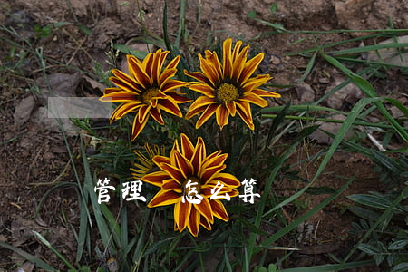 管理費怎么算