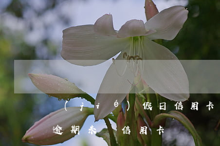 節(jié)假日信用卡不還款算逾期嗎-逾期未還信用卡