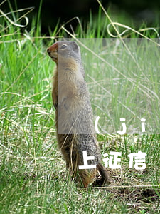 節(jié)假日信用卡逾期會(huì)上征信嗎(征信有信用卡逾期)