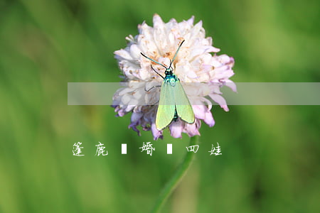 篷鹿離婚帶四娃