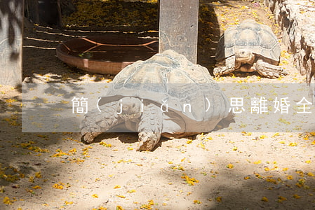 簡(jiǎn)思離婚全本