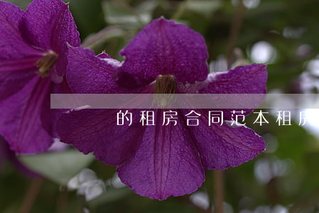 簡單的租房合同范本(租房合同范本簡單版)