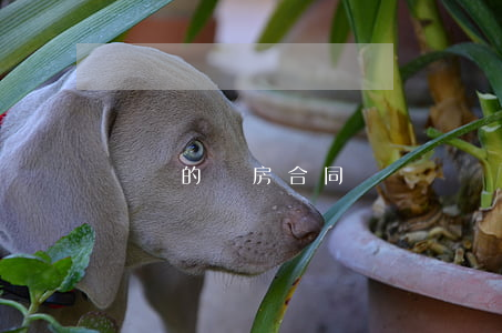簡單的購房合同