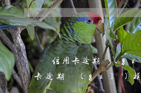 簡陽信用卡逾期規(guī)模-簡陽信用卡逾期規(guī)模多大