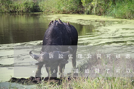 簽了訴訟代理合同可以退錢嗎(簽了律師協(xié)議給錢了可以退款嗎)