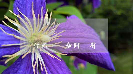 簽什么勞動合同會有風險