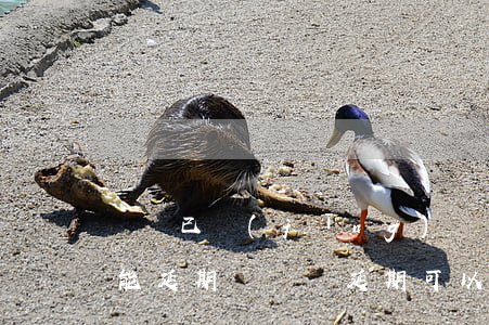 簽證已經(jīng)過(guò)期了還能延期嗎(簽證延期可以延多久)