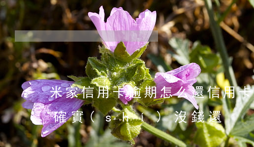 米家信用卡逾期怎么還(信用卡逾期來家訪了確實(shí)沒錢還)